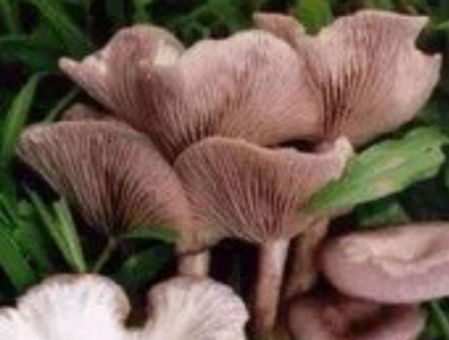 这种菌菇颜色白中带紫,人们看见不敢采,殊不知它味道