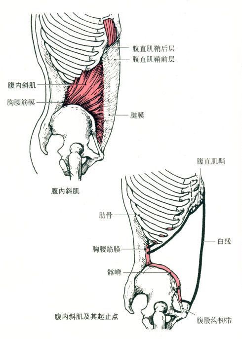 腰痛可能引起腰椎间盘突出?加强核心杜绝腰痛!