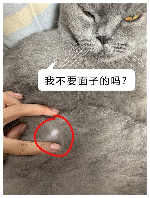 猫竟然有肚脐眼,兔子的尾巴其实很长,这些冷知识你知道吗?