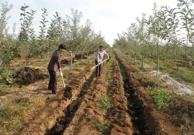 根外施肥包括枝干涂抹或喷施,枝干注射,叶面喷施.