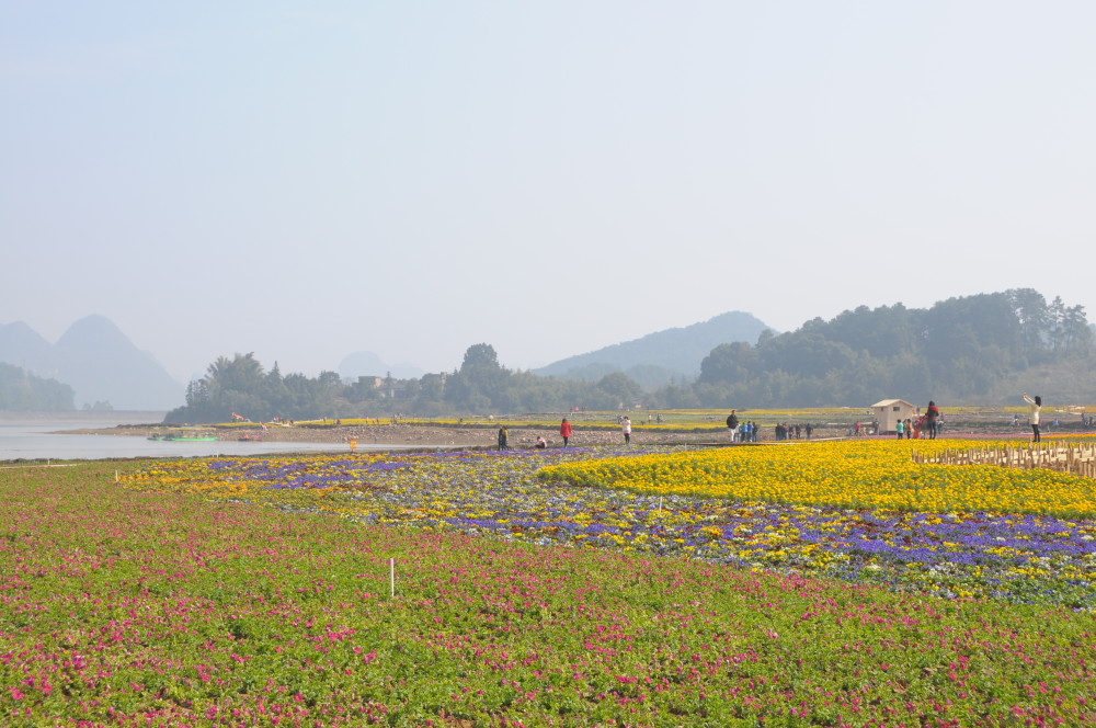 贺州黄姚花海景区:黄姚仙女湖畔,且听风吟花海