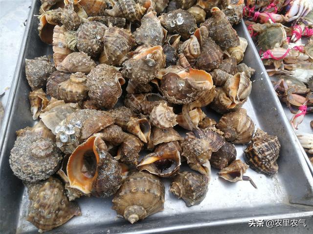 当地海域捕捞的大海螺,15元一斤.当地农村的经典吃法,是清蒸海螺.