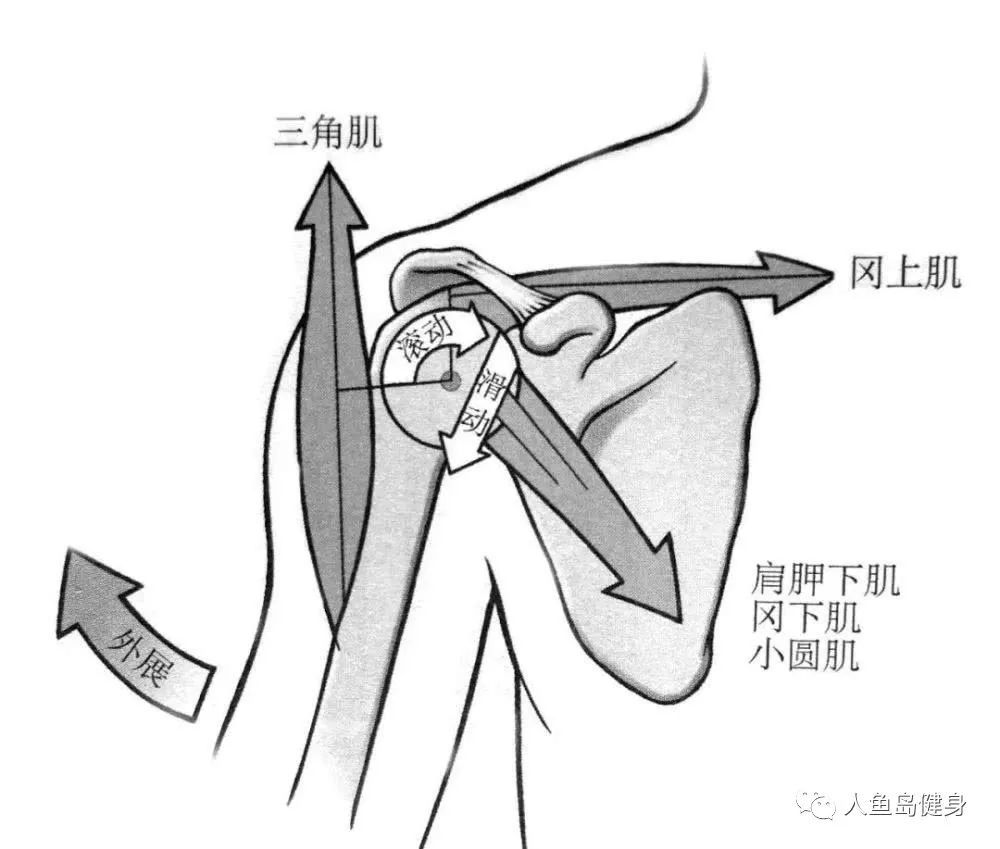 如果没有肩袖四肌发挥作用,形成一个 横向和向下的拉力,在 手臂外展的