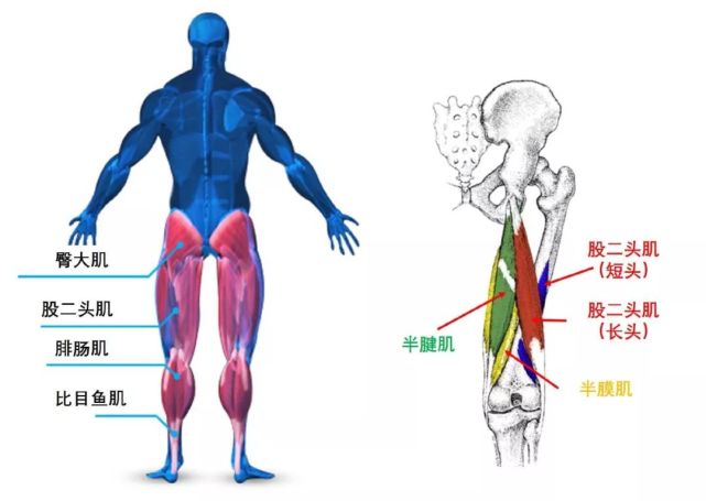 大腿后侧疼痛的诊断01根据解剖的规律,对大腿不同方位的疼痛,作出判断