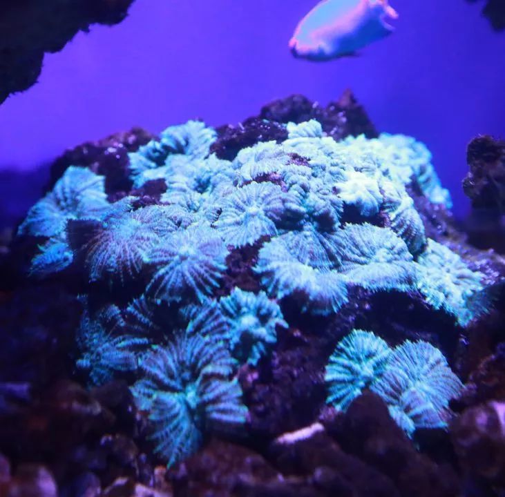 1 红木耳珊瑚 也叫圆盘海葵 香菇珊瑚 2 绿木耳珊瑚 很容易饲养 具有