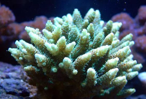 绿木耳珊瑚 很容易饲养 具有一定的攻击性 3 鹿角珊瑚 群体一般分枝形