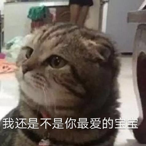 可爱猫咪搞笑表情包我还是不是你最爱的宝贝