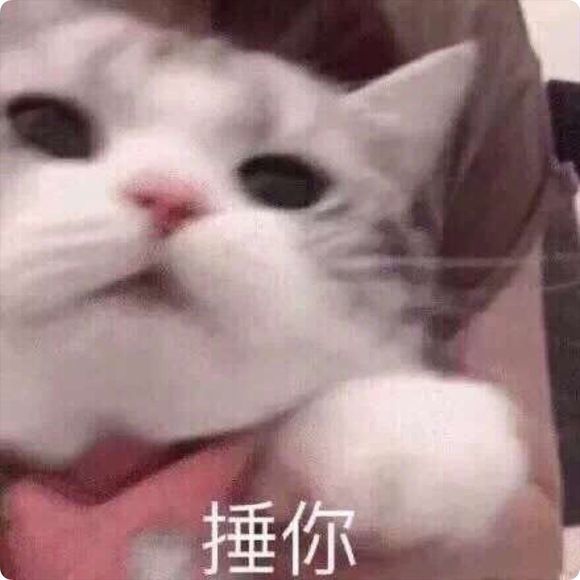 可爱猫咪搞笑表情包:手冷,脚也冷!