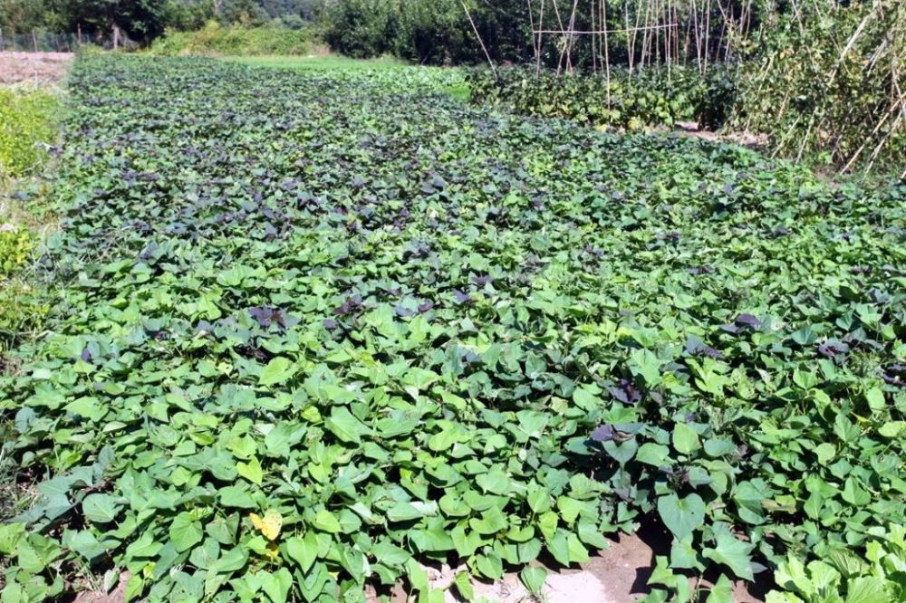 门头沟又一好去处!有山有水能摘蔬菜!土地认养一年才