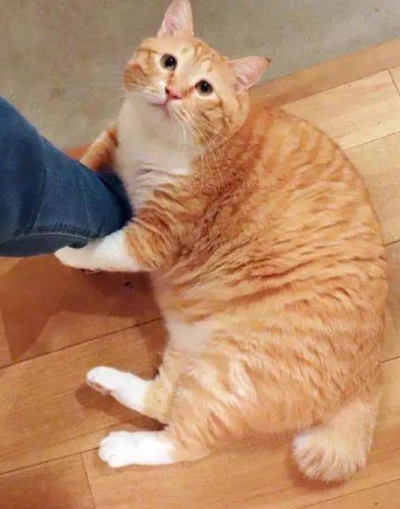 橘猫霸占了宝宝的婴儿车,结果坐进去后笑喷了,小爪子