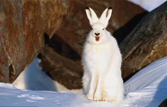 北极兔趴雪地里超萌,但这兔子只要一站起来,绝对能把
