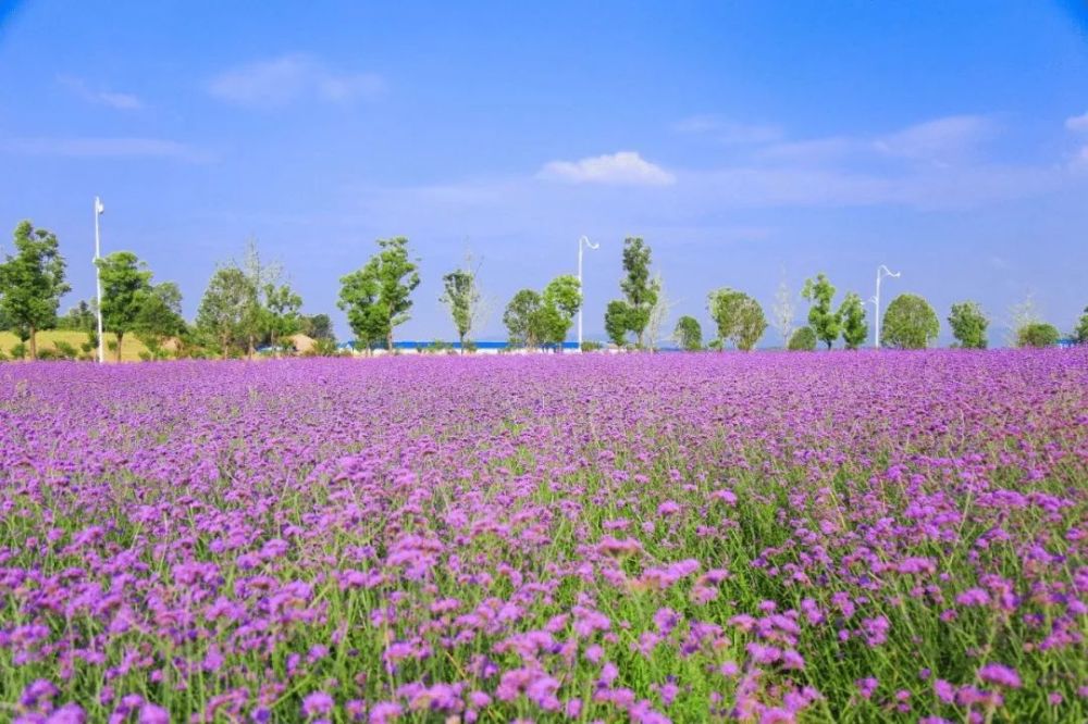 醉美八卦洲陌上花渡粉黛乱子草花海10月1日起盛大迎客限时抢门票