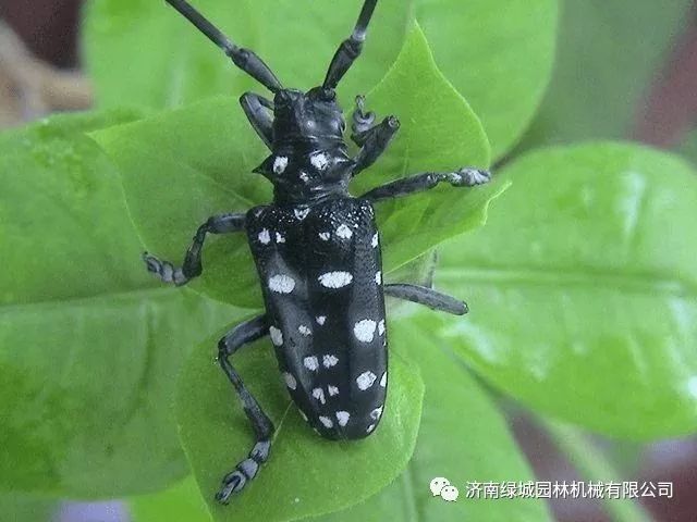 鞘翅目coleoptera天牛科cerambycidae