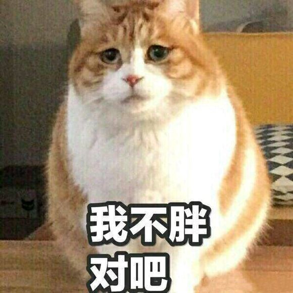 可爱猫咪搞笑表情包:这还玩毛线!