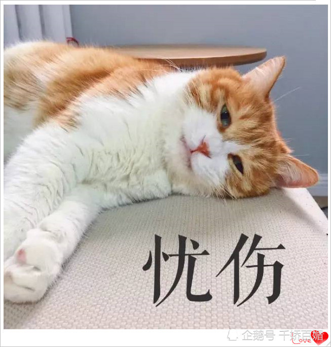 猫咪有时候特别喜欢晒太阳,懒洋洋的趴在那里,表情仿佛很忧伤一样,再