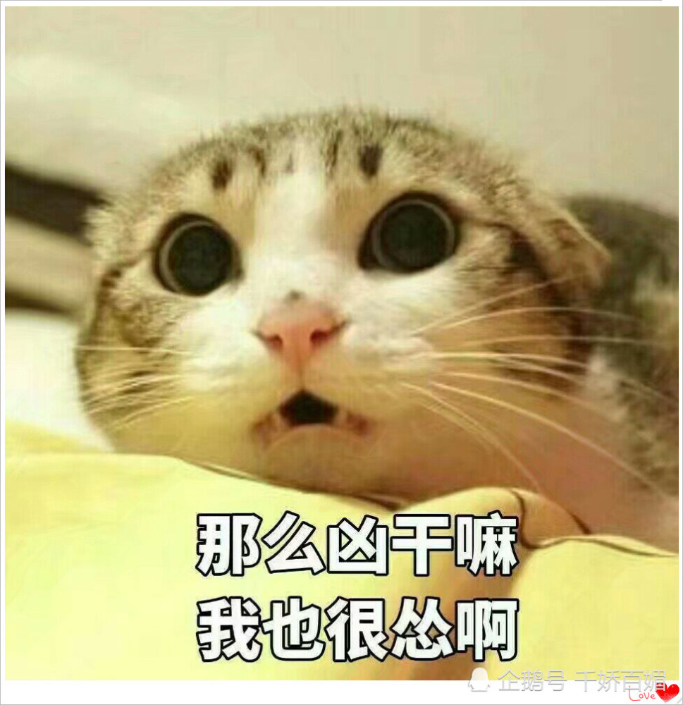 可爱小猫系列表情包,网友:那么凶干嘛?我也很怂啊!