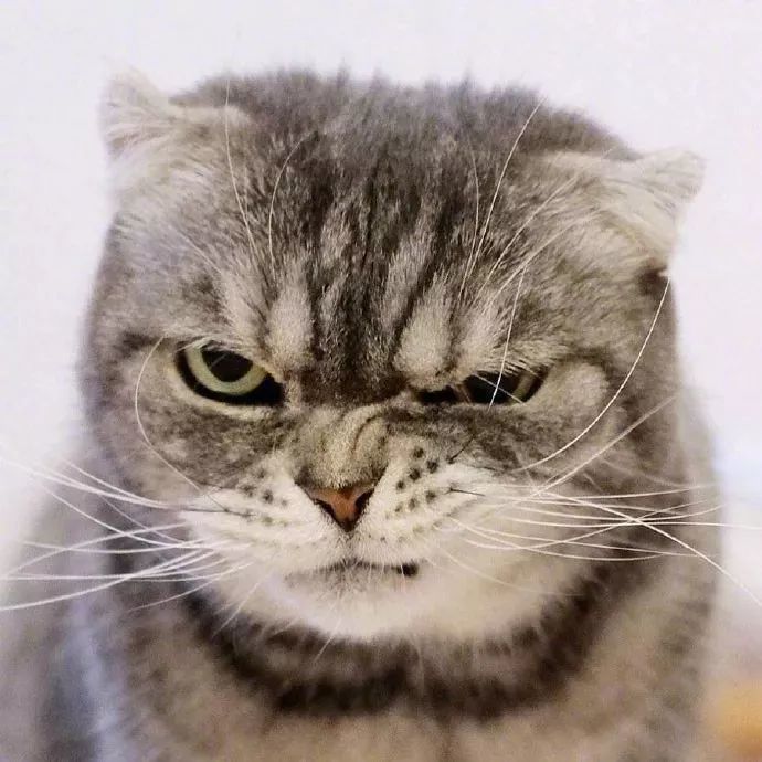 萌宠头像 | 猫咪高清头像,每一张都是一个表情包!