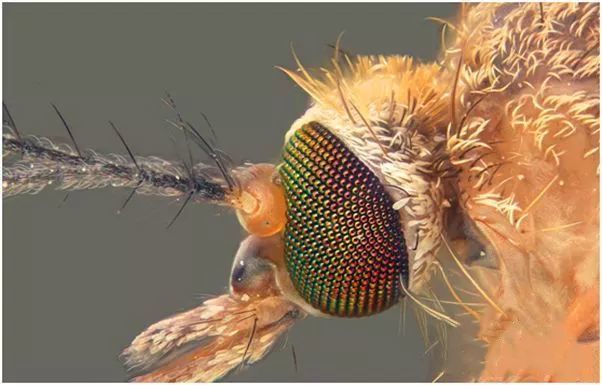 真正的"眼观六路"蚊子有两只眼睛,都是复眼,每只眼睛有上百片"晶状体"