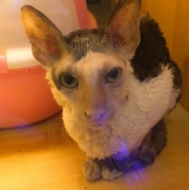 千万不能让无毛猫杂交否则会给你生出小绵羊实在是太丑了