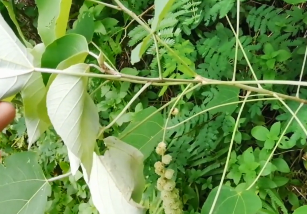 农村路边常见的"白鹤草,花穗形似一根棒子,对身体很有帮助!