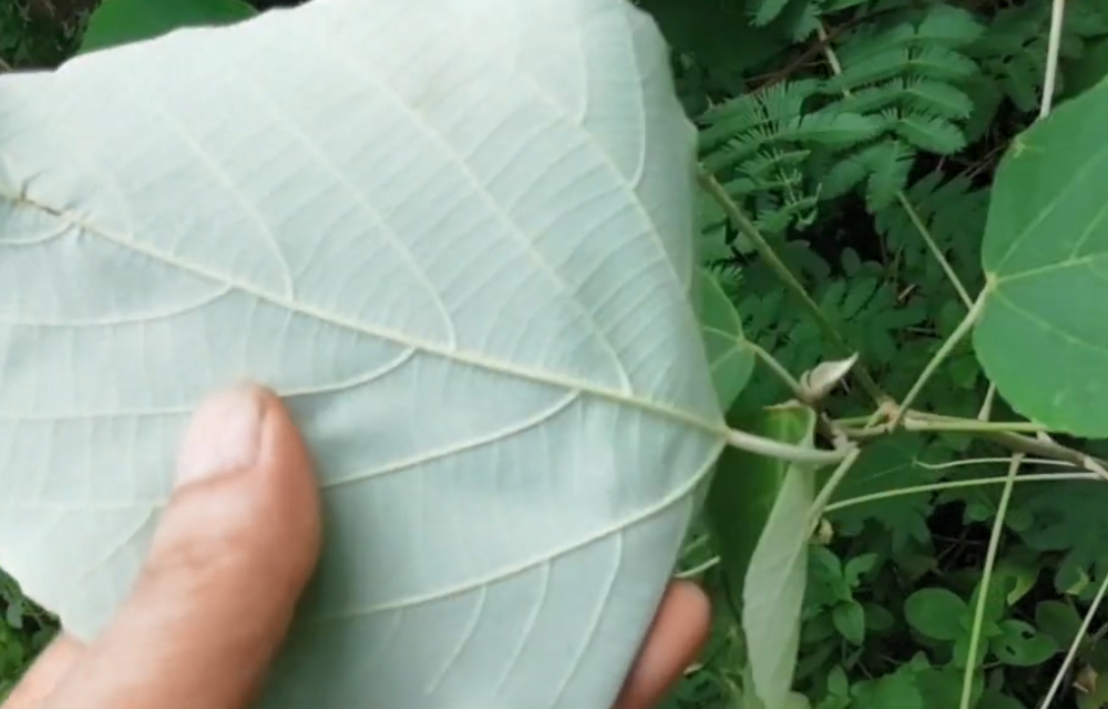 农村路边常见的"白鹤草,花穗形似一根棒子,对身体很有帮助!