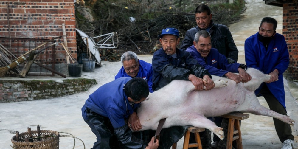 重庆农村看老人们抓猪按猪杀年猪你知道这过年猪是什么猪么