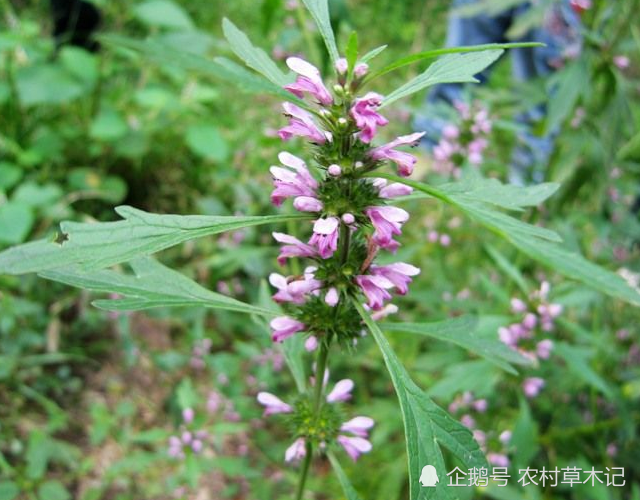 此为珍贵的"益母草",生于河边,请辨认外貌,别当杂草