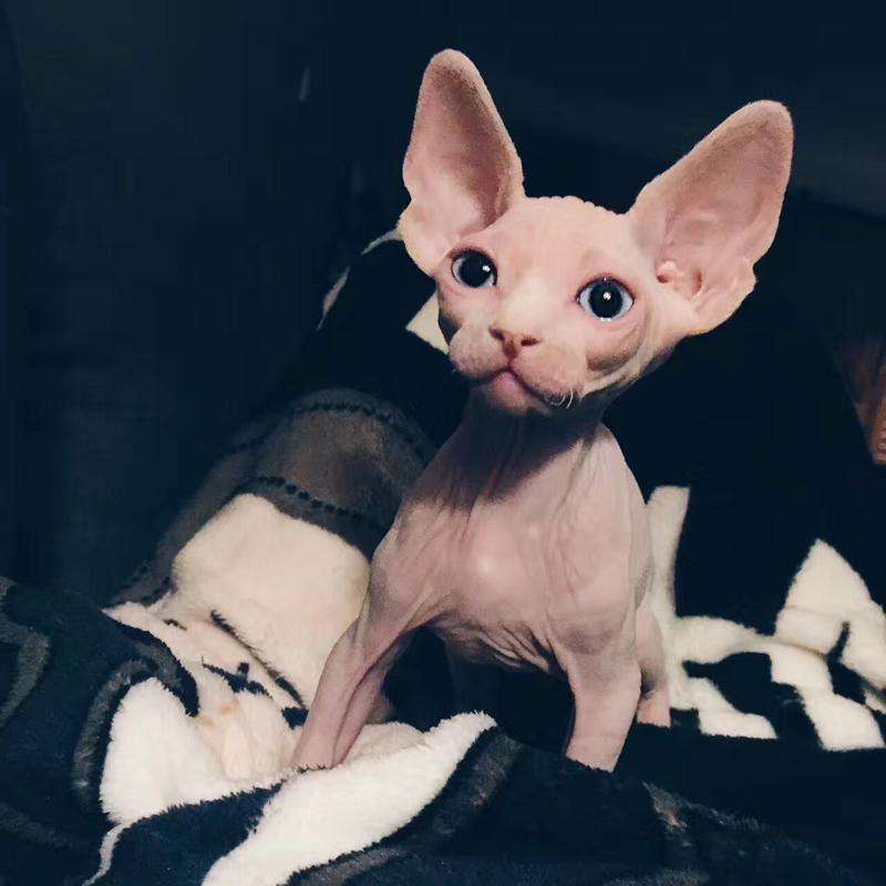 回头率高的猫,斯芬克斯猫,是种什么样的体验