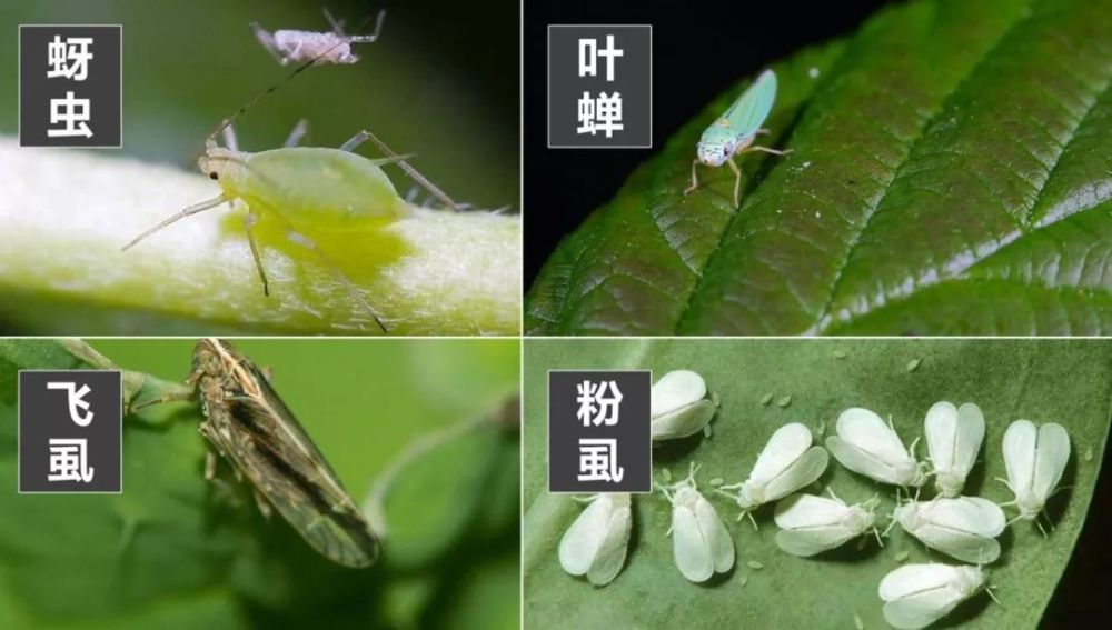 一,蚜虫,粉虱,叶蝉等刺吸式口器的虫害