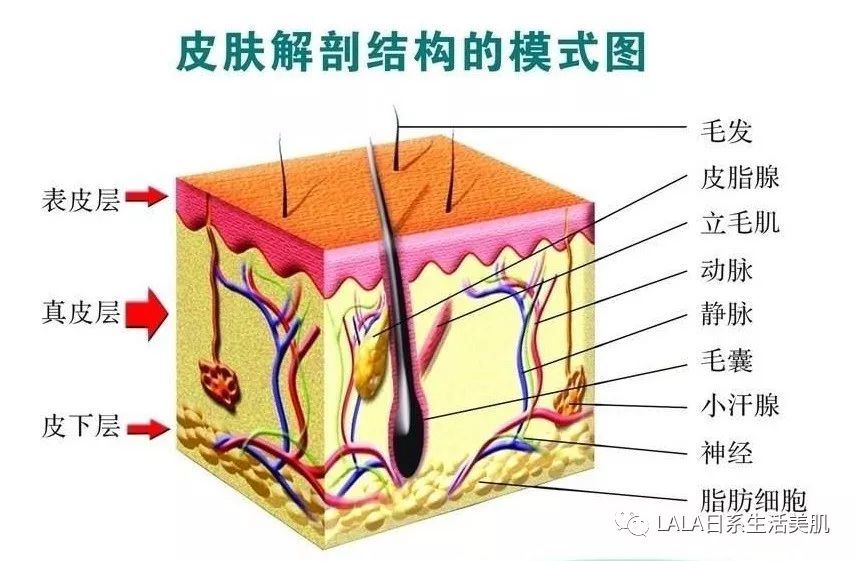 盘一盘先进的护肤渗透技术