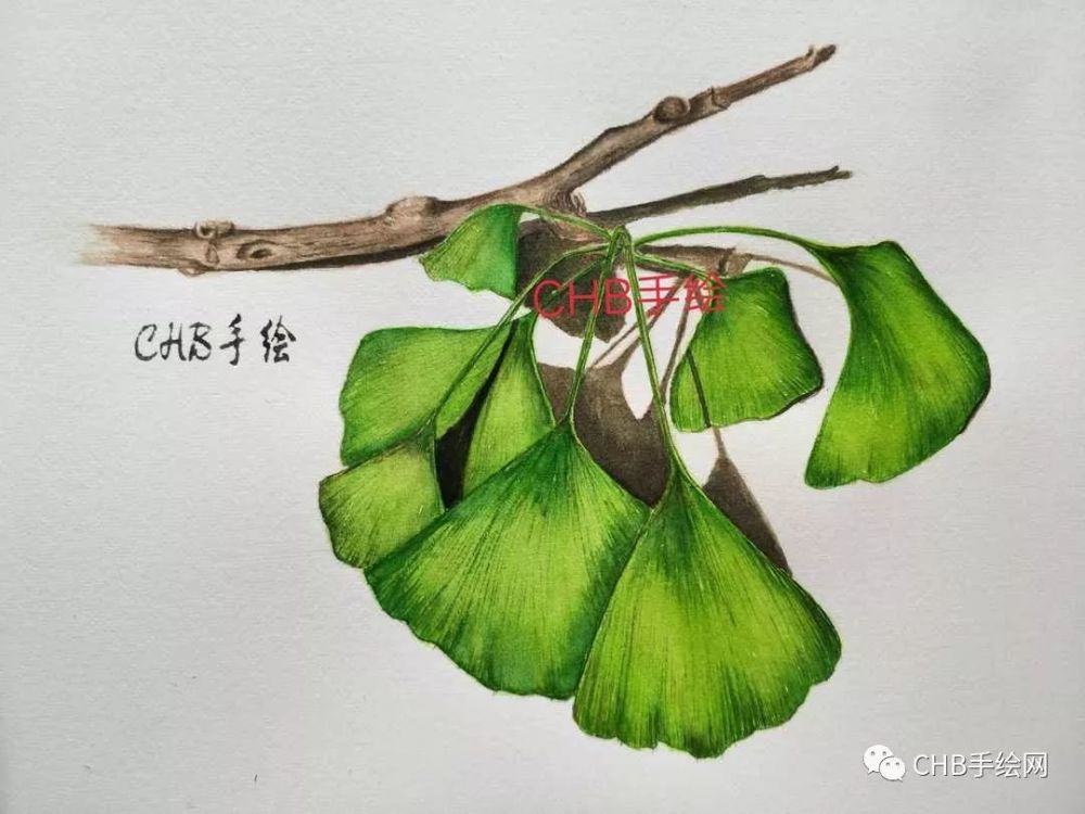 零基础学画画:水彩银杏叶手绘过程分享