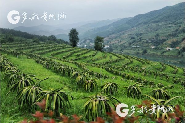 印度耕地面积世界第二，为什么还不能喂饱印度人？