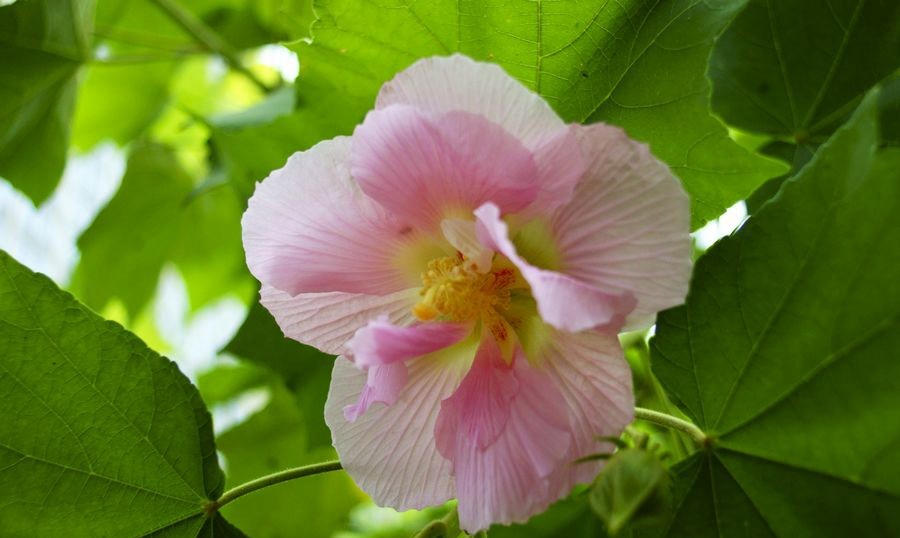 漂亮的木芙蓉,成都市的市花,享有湖湘大地"芙蓉国"之