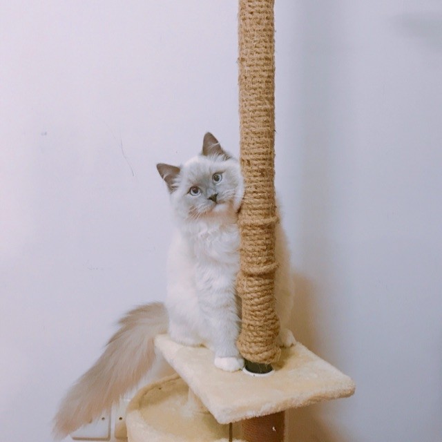 猫咪做错事，打他有用吗？