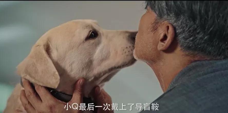 任达华用3周时间和狗培养感情!情感自然,《小q》温情