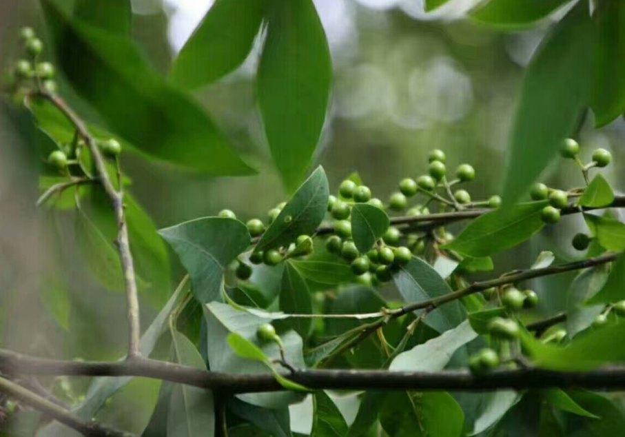 秋季山里树上长满"雷公子",味道比胡椒更带劲,热油一