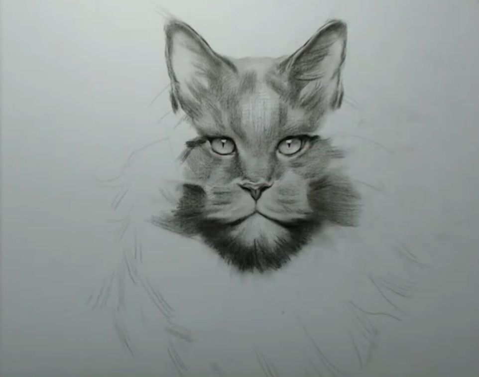 素描动物|缅因猫