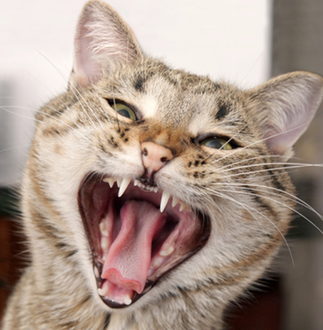 猫咪牙齿 腾讯网