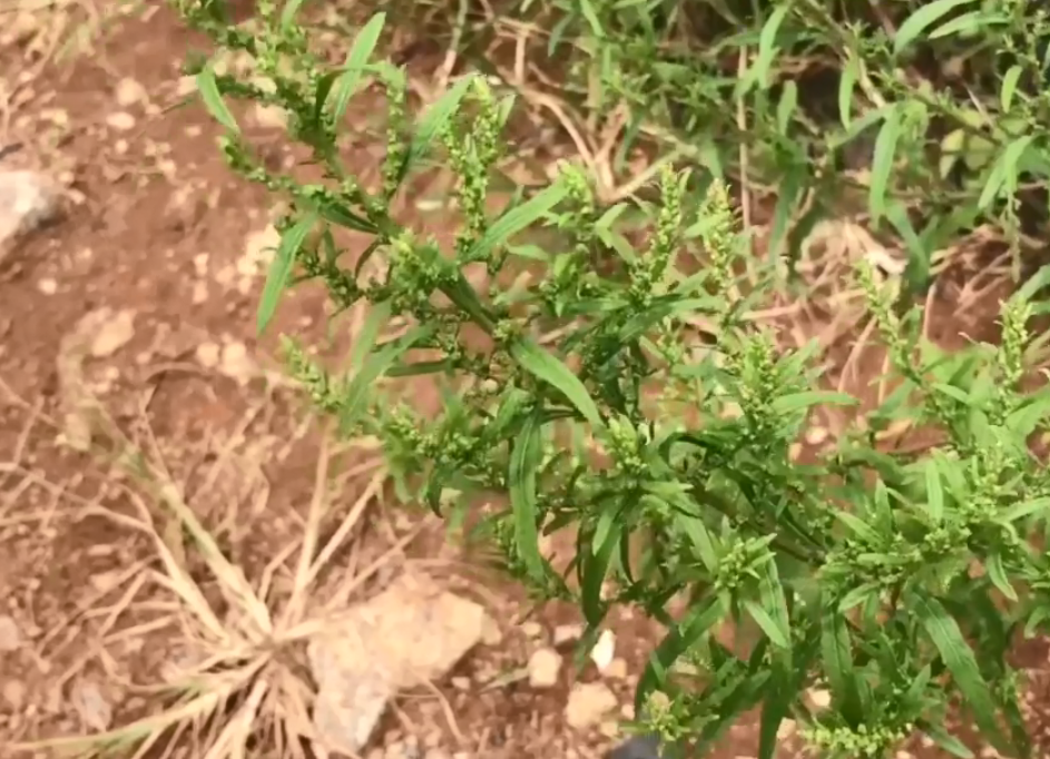 农村路旁常见的天仙草很多风油精里都有它还能治皮肤湿疹