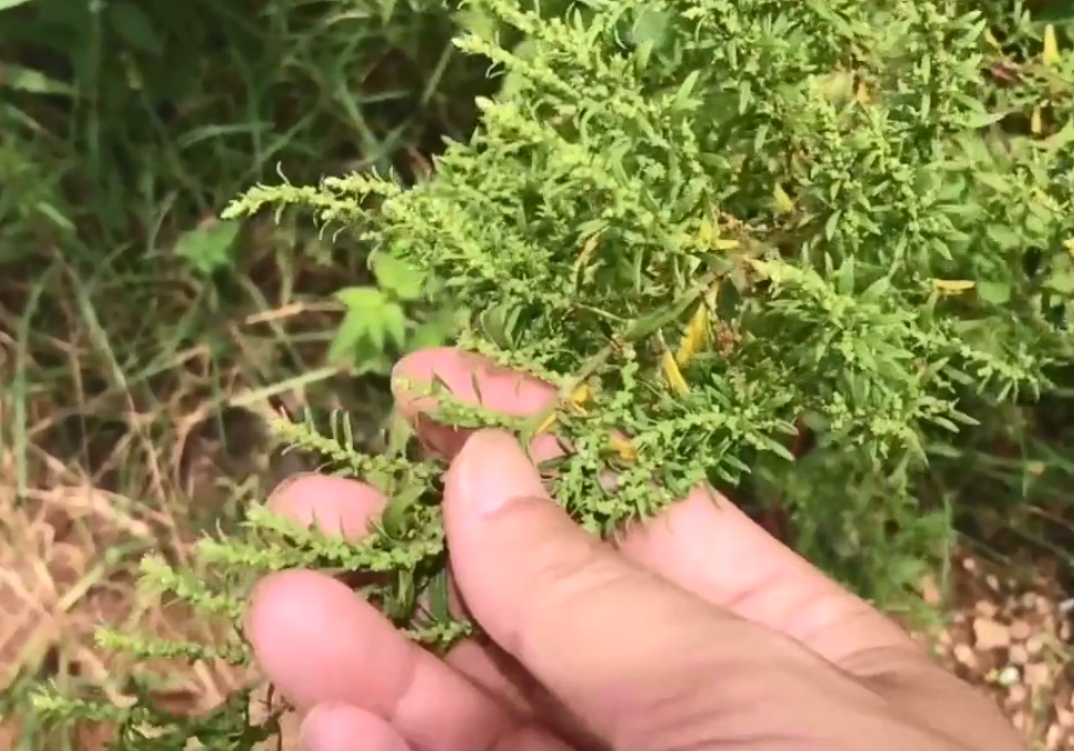 农村路旁常见的天仙草很多风油精里都有它还能治皮肤湿疹