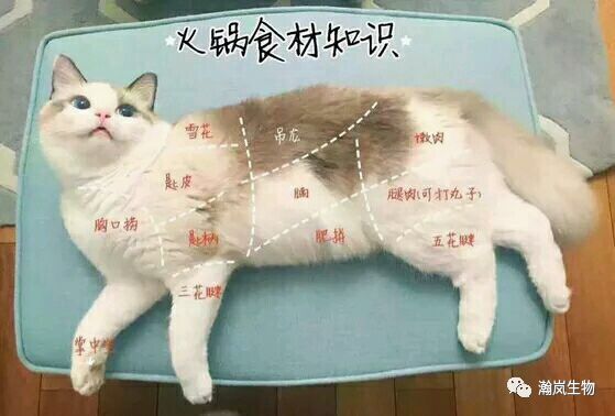 猫肉怎么做好吃?