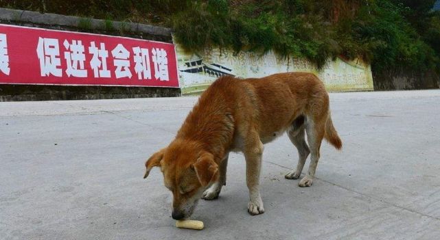 当你宠爱别国土狗的时候,有没有想过,你身边最忠诚的狗狗,正在悄悄