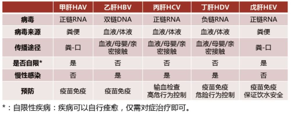 hbv,hcv,hdv,hev病毒所致,其中以前三型(甲肝,乙肝,丙肝