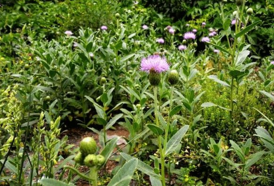 农村长满地的植物,既是野菜又是草药,有很好药用效果