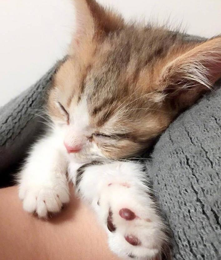 网友晒自家小奶猫,总喜欢在主人脖子上睡觉,这可爱模样爱了!