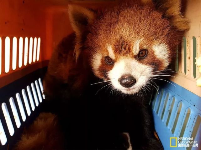 Lifelike_Red_Panda_Stuffed_Plu