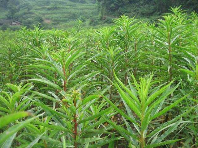 农村一种野草,酒后泡一泡,解酒又护肝,被誉为"天然解酒药"