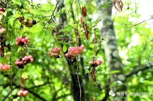 累累的山林果(云南山楂)也不甘于落后,追捧着秋声,渐渐地成熟啦!