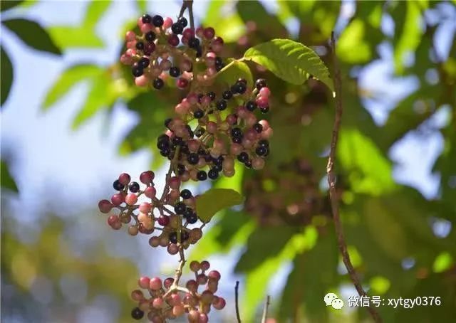 累累的山林果(云南山楂)也不甘于落后,追捧着秋声,渐渐地成熟啦!