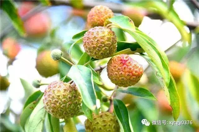 累累的山林果(云南山楂)也不甘于落后,追捧着秋声,渐渐地成熟啦!